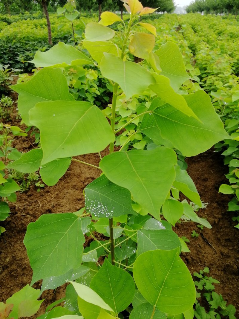 淅川县乌桕苗大田丛生苗