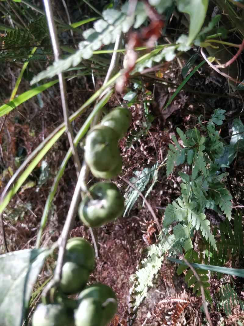 福建福鼎白茶茶叶种子茶籽落地茶果大量现货供应，百分百发芽