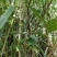 福建福鼎白茶茶叶种子茶籽落地茶果大量现货供应，百分百发芽