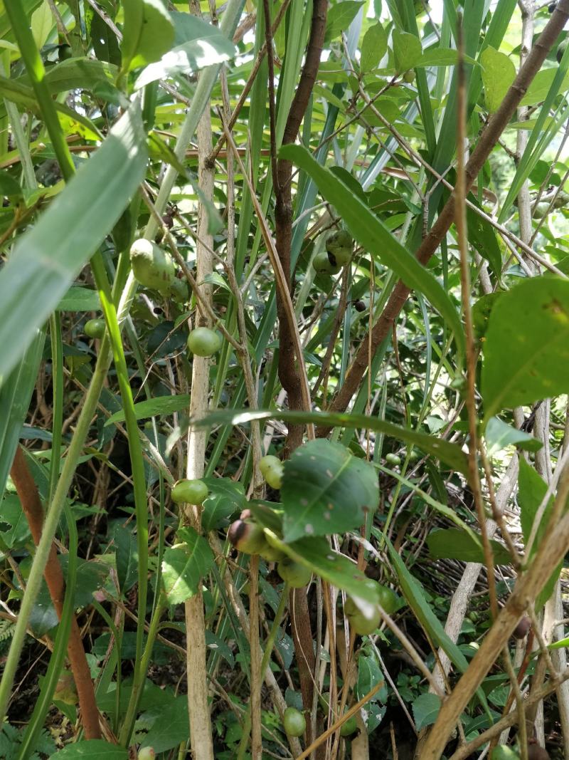 福建福鼎白茶茶叶种子茶籽落地茶果大量现货供应，百分百发芽