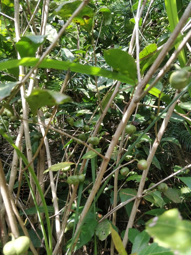 福建福鼎白茶茶叶种子茶籽落地茶果大量现货供应，百分百发芽