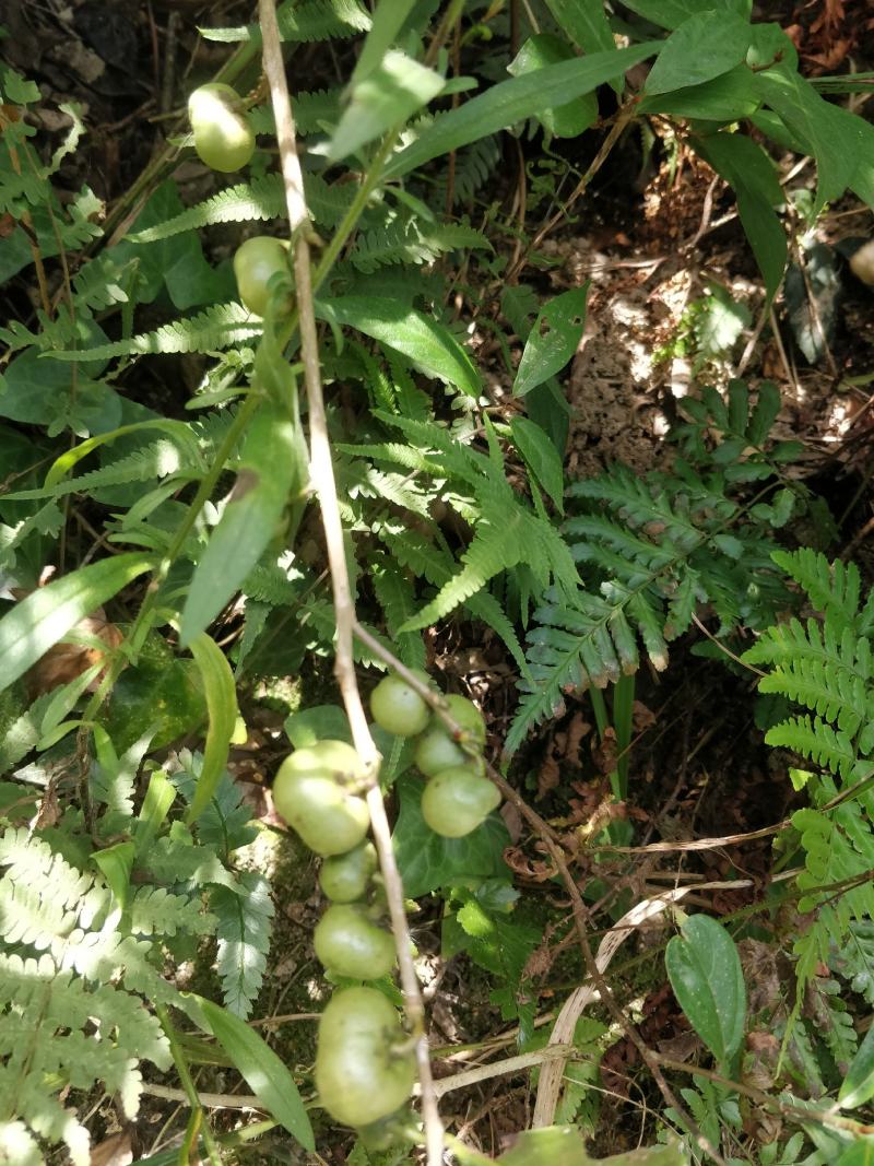 福建福鼎白茶茶叶种子茶籽落地茶果大量现货供应，百分百发芽