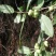 福建福鼎白茶茶叶种子茶籽落地茶果大量现货供应，百分百发芽