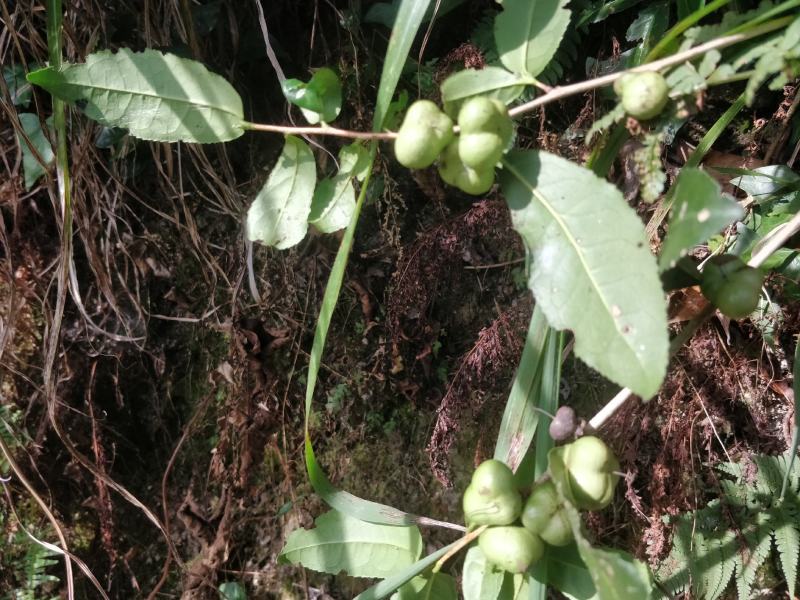 福建福鼎白茶茶叶种子茶籽落地茶果大量现货供应，百分百发芽