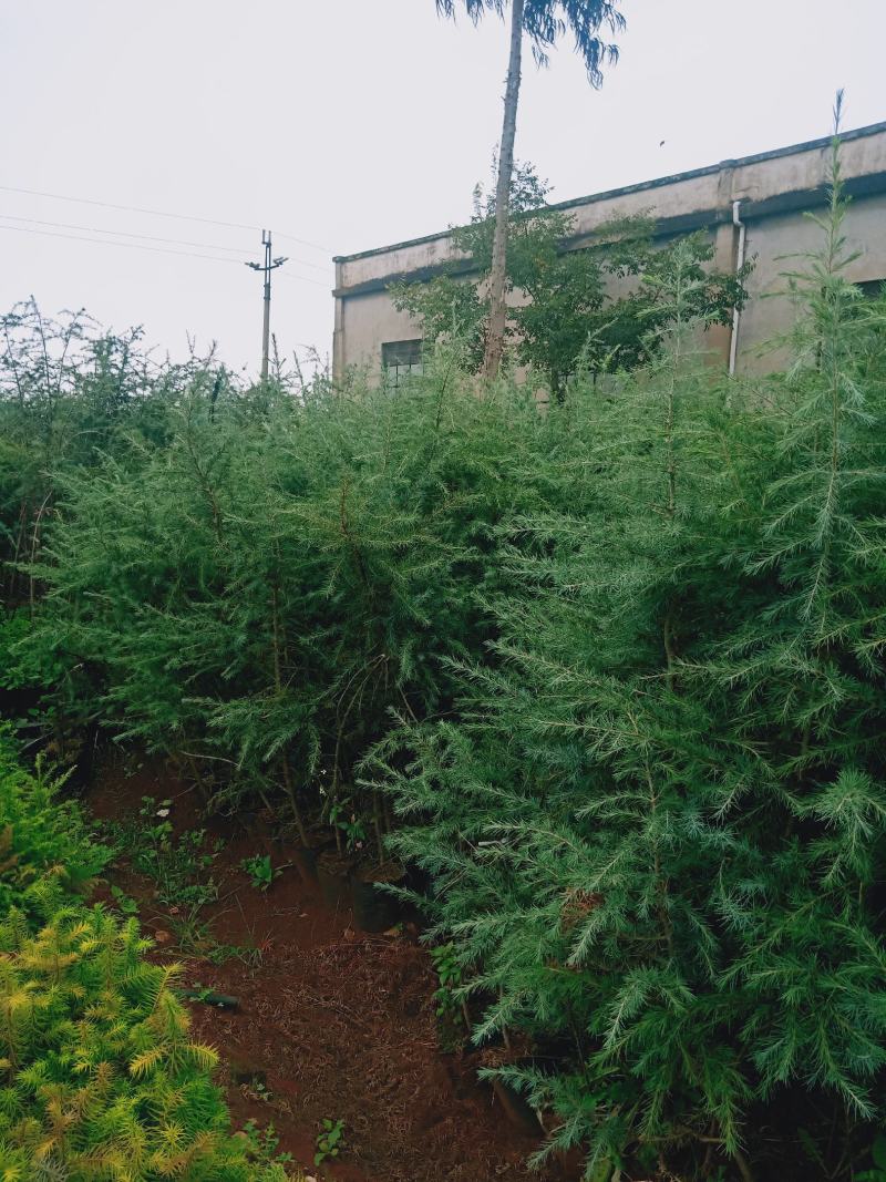 雪松树，雪松苗，基地直供，规格多，成活率高，专业包装上车