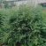 雪松树，雪松苗，基地直供，规格多，成活率高，专业包装上车