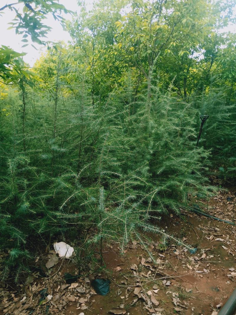 雪松树，雪松苗，基地直供，规格多，成活率高，专业包装上车
