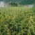 雪松树，雪松苗，基地直供，规格多，成活率高，专业包装上车