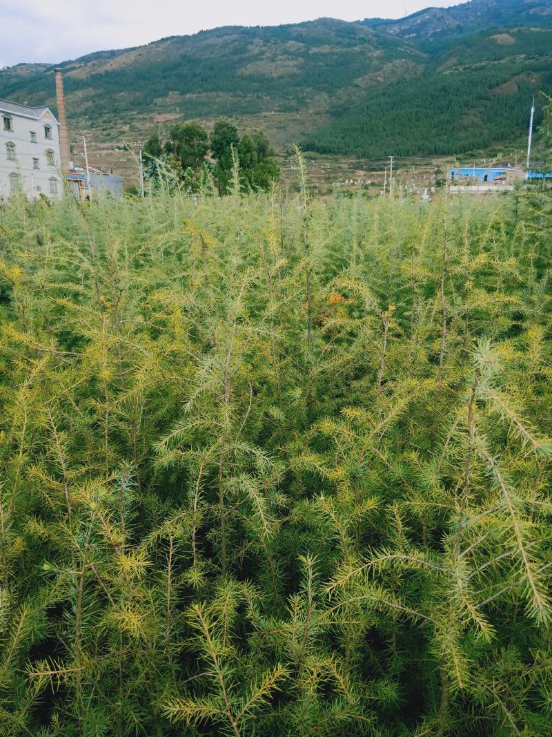 雪松树，雪松苗，基地直供，规格多，成活率高，专业包装上车