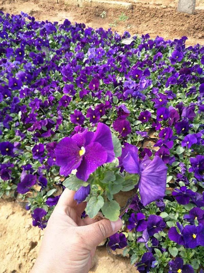 矮牵牛牵牛绿化用花
