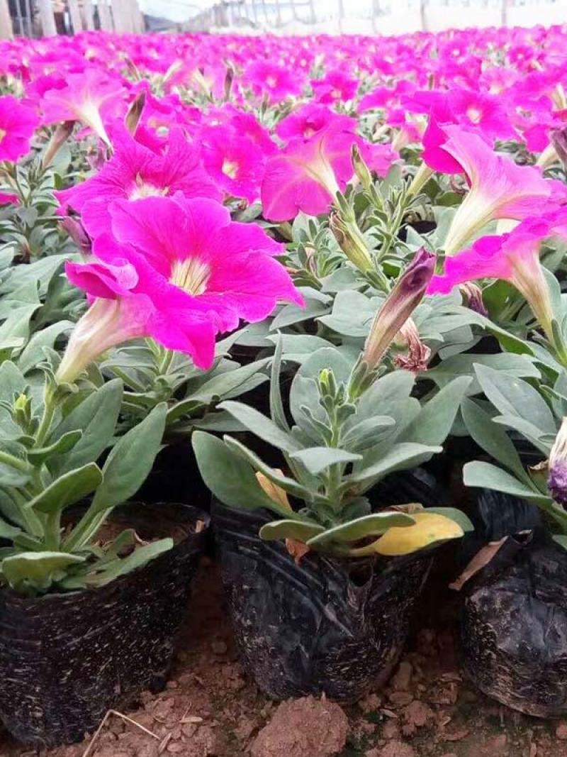 矮牵牛牵牛绿化用花
