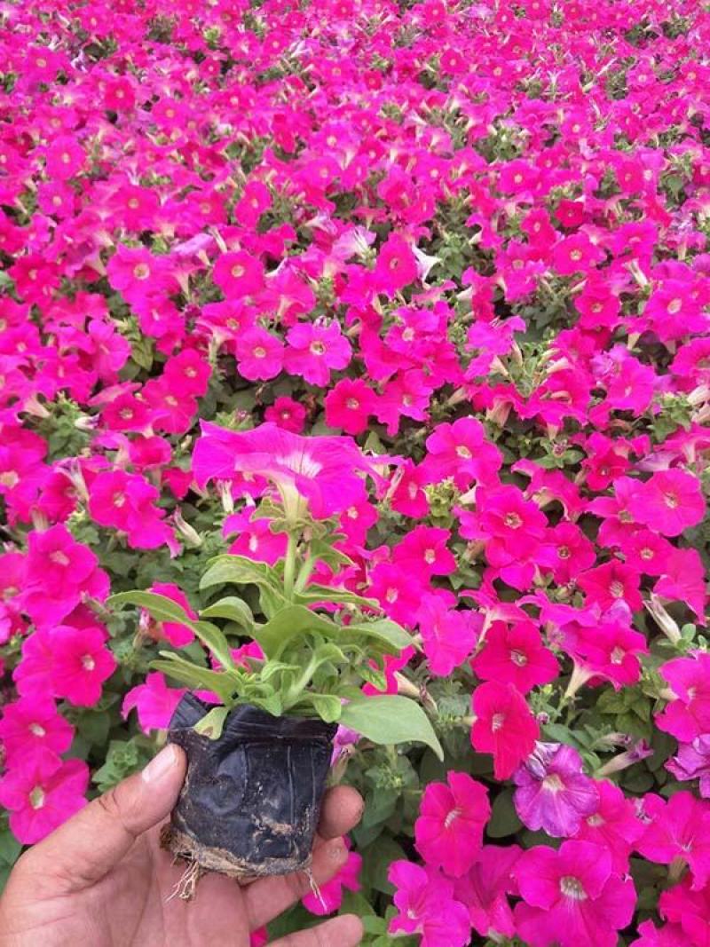 矮牵牛牵牛绿化用花