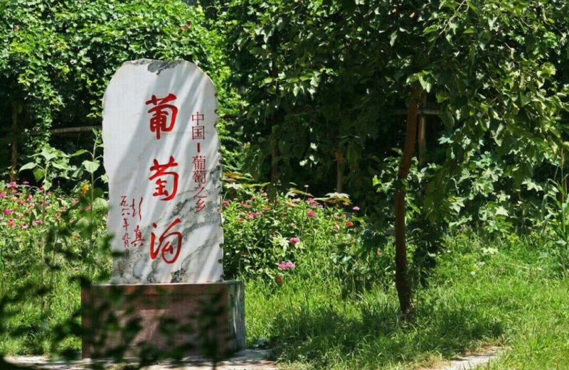 【包邮包赔】新疆吐鲁番无核白葡萄，一件代发！
