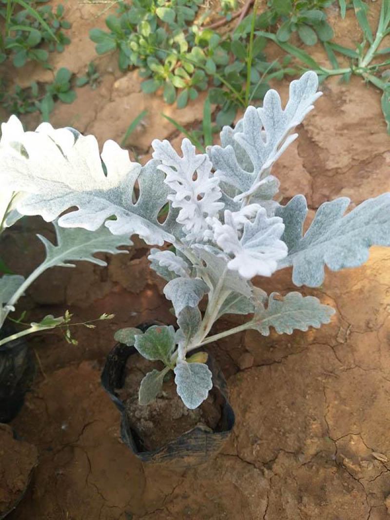 银叶菊绿化花苗