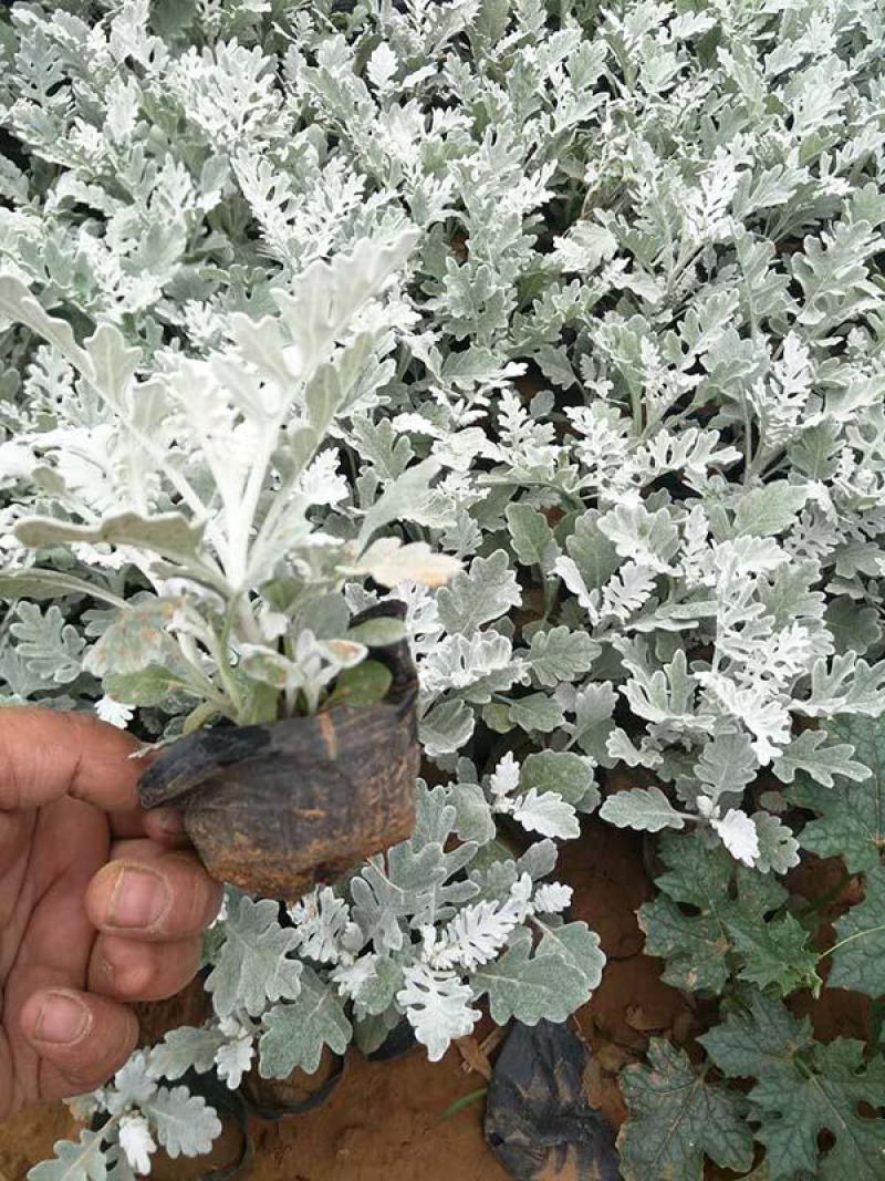 银叶菊绿化花苗