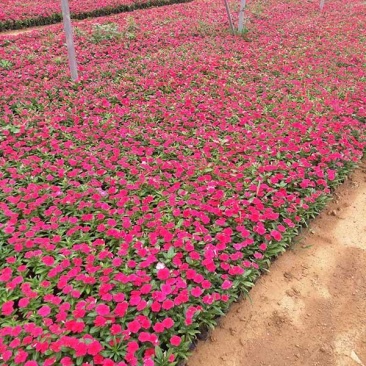 长春花天天开