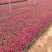 长春花天天开
