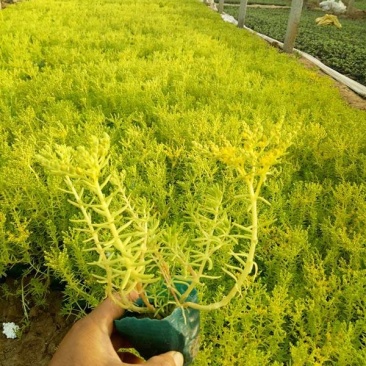 青州华欣花卉佛甲草黄金条绿化草坪