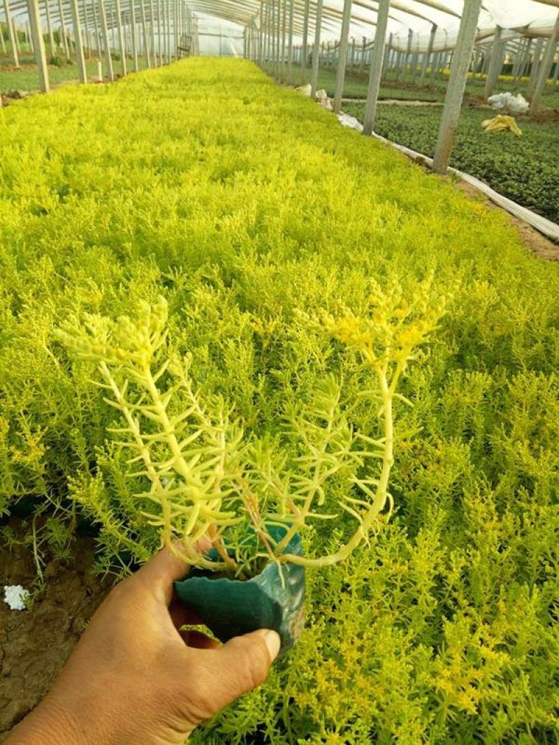 青州华欣花卉佛甲草黄金条绿化草坪