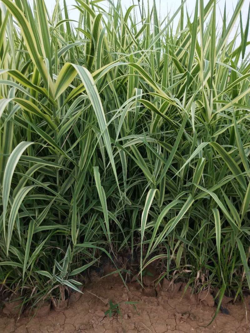 花叶芦竹绿化苗木水生植物