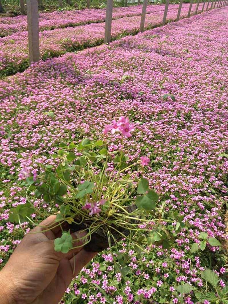 醡浆草绿化苗木