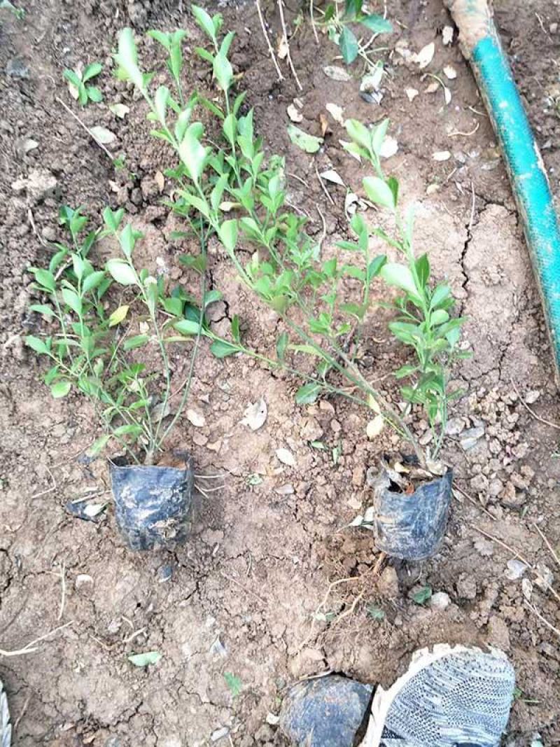青州华欣花卉小叶扶芳藤绿化苗木