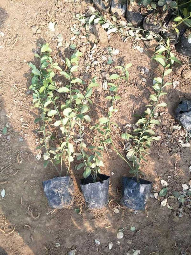 青州华欣花卉小叶扶芳藤绿化苗木