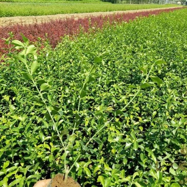 青州华欣花卉小叶扶芳藤绿化苗木