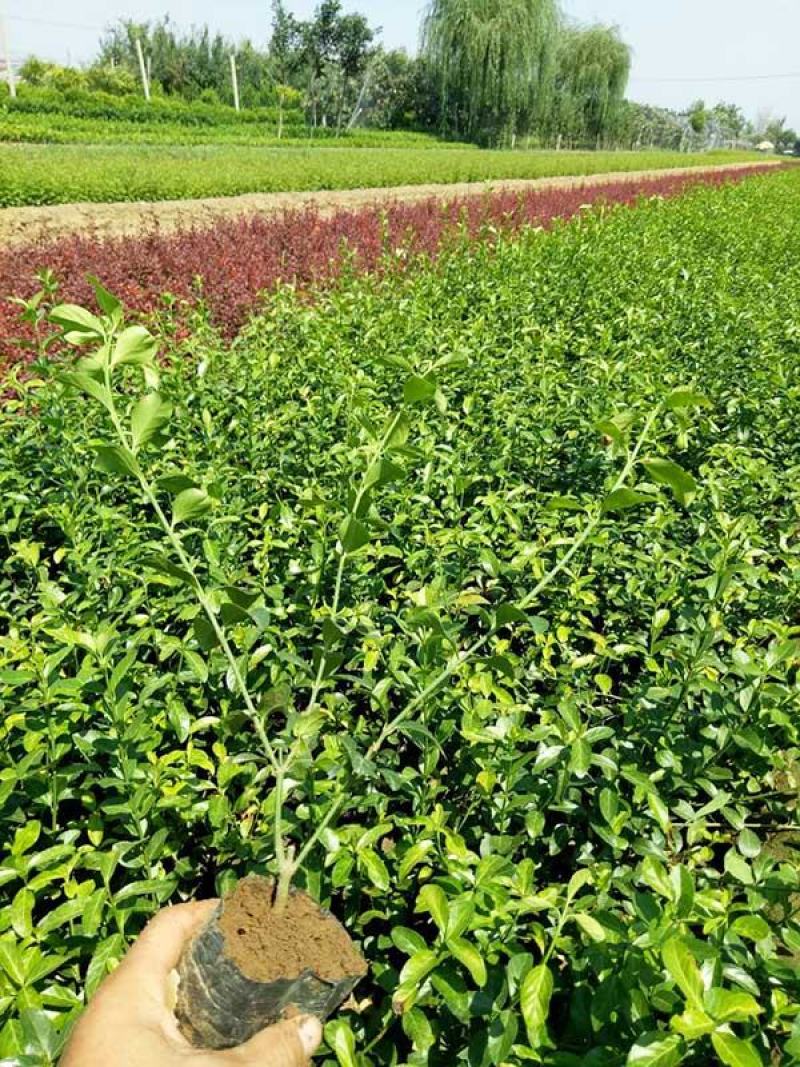 青州华欣花卉小叶扶芳藤绿化苗木