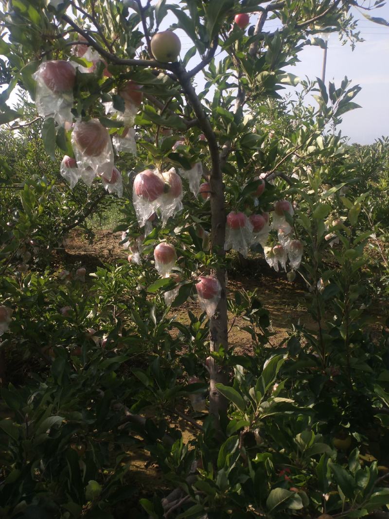 嘎啦苹果上市了，有需要的联系
