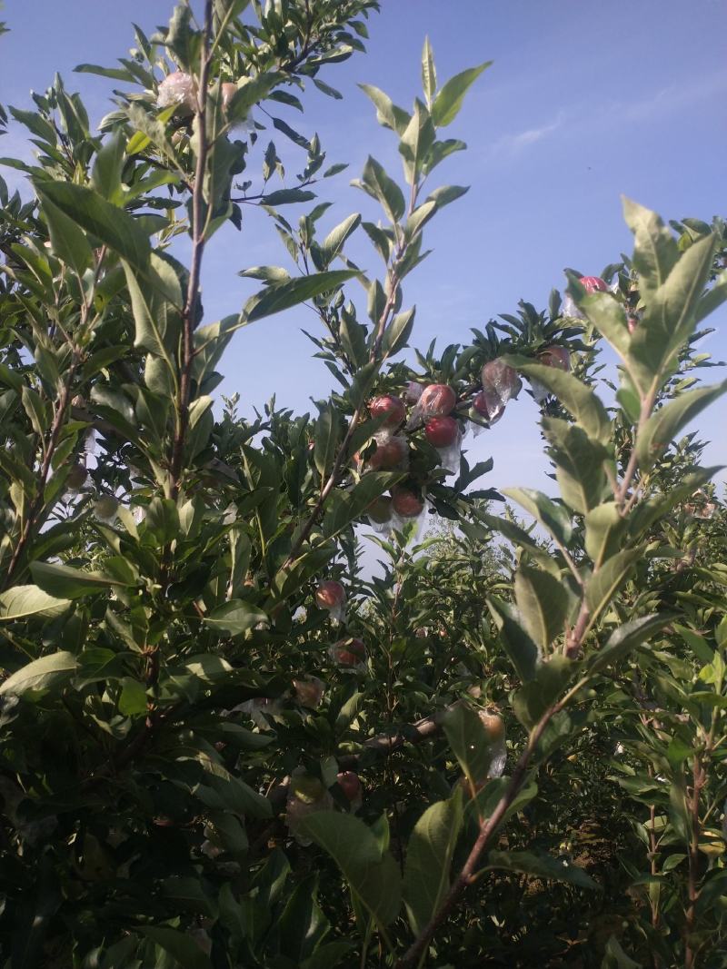 嘎啦苹果上市了，有需要的联系