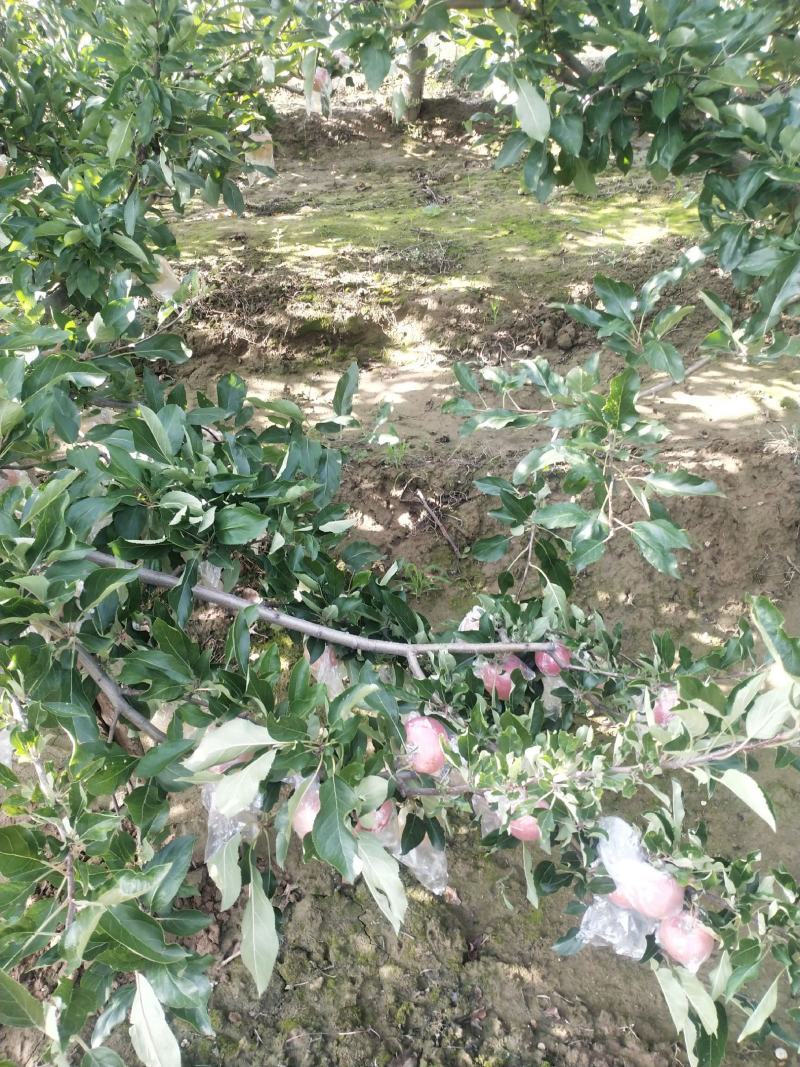 嘎啦苹果上市了，有需要的联系