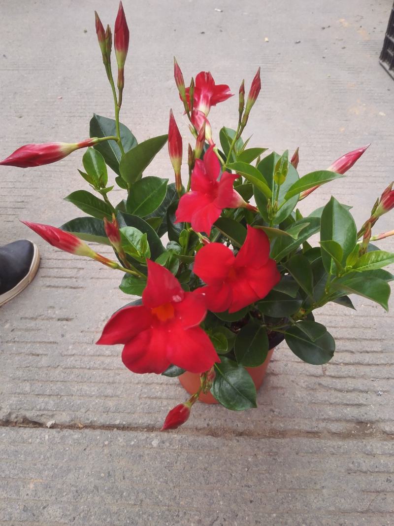 草本飘香藤苗双喜藤盆栽绿植花卉植红粉飘香藤