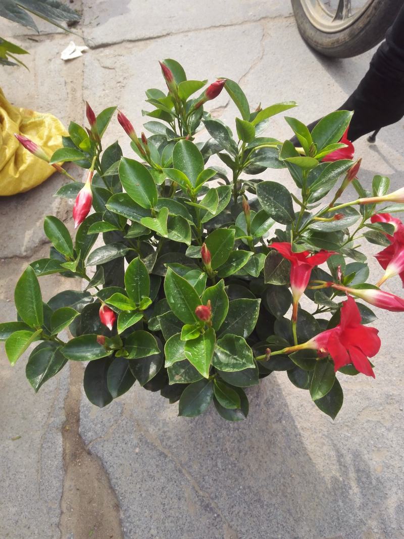 草本飘香藤苗双喜藤盆栽绿植花卉植红粉飘香藤