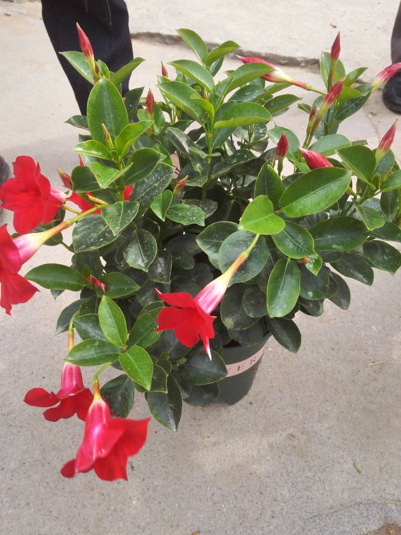 草本飘香藤苗双喜藤盆栽绿植花卉植红粉飘香藤