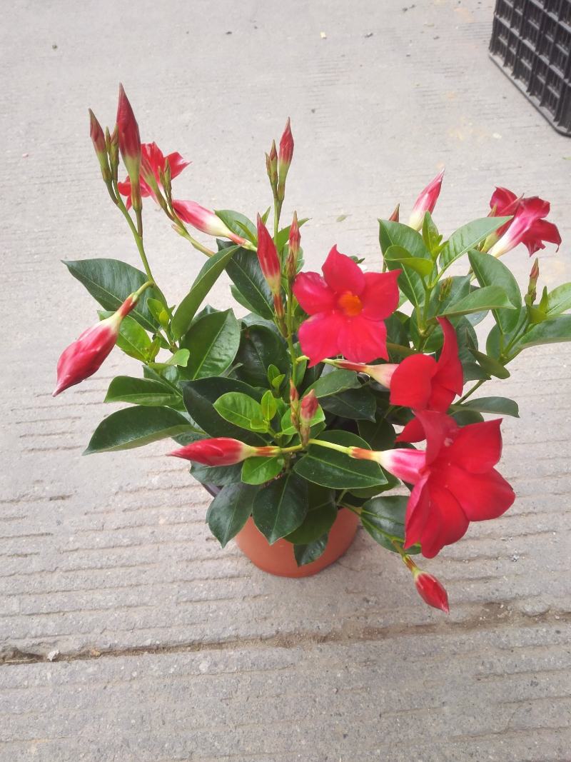 草本飘香藤苗双喜藤盆栽绿植花卉植红粉飘香藤