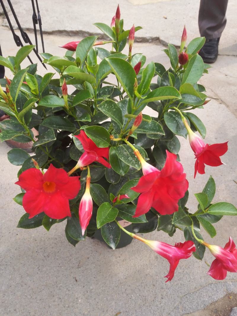 草本飘香藤苗双喜藤盆栽绿植花卉植红粉飘香藤