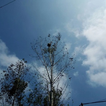 正宗野生胡蜂蜂蛹批发