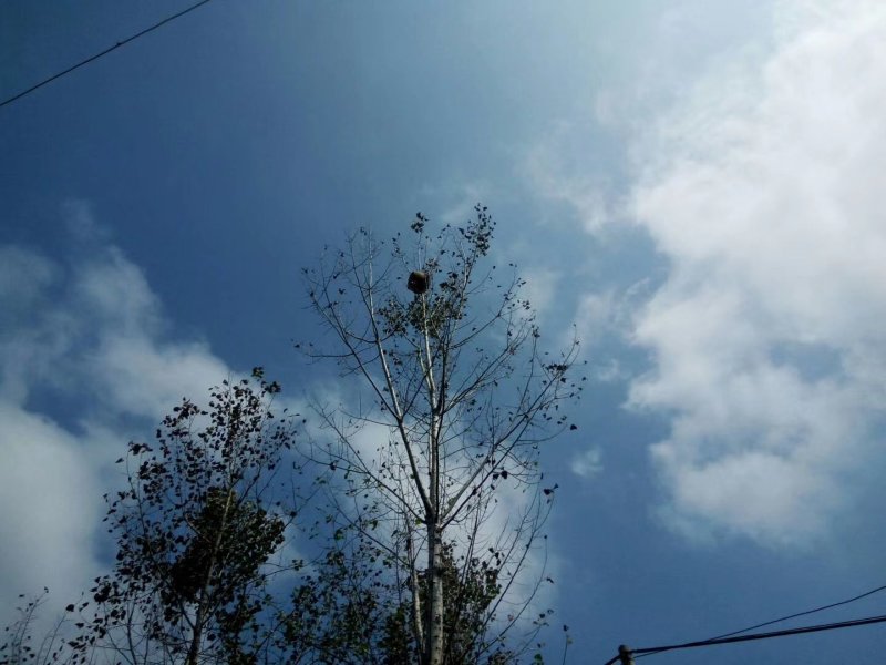 正宗野生胡蜂蜂蛹批发