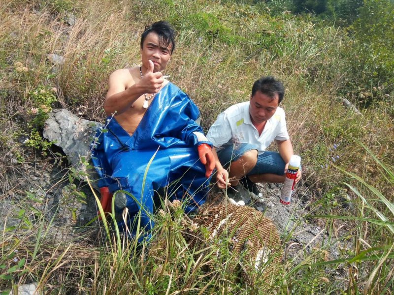 正宗野生胡蜂蜂蛹批发