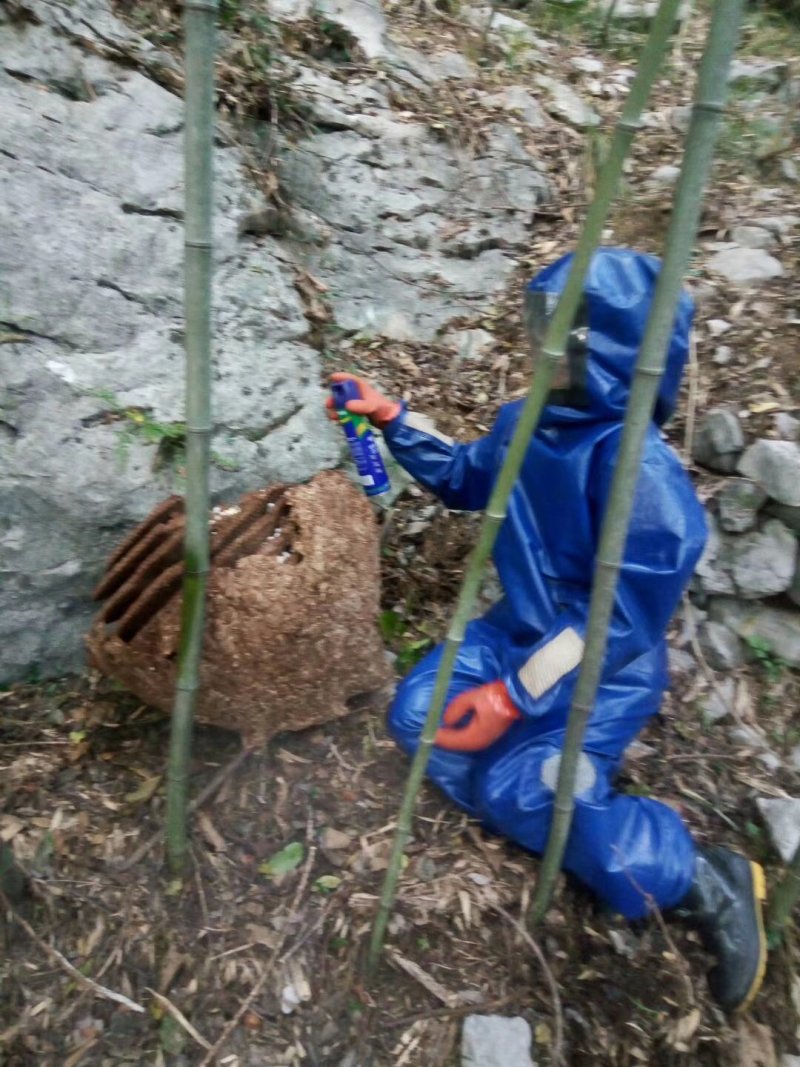 正宗野生胡蜂蜂蛹批发