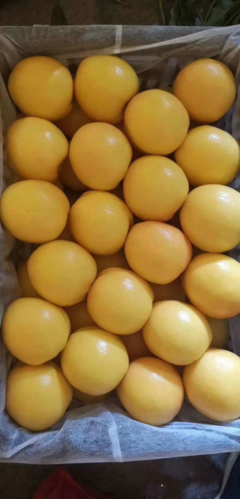 黄油桃大连黄油精品黄油