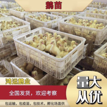 河南鹅苗大品种三花鹅苗孵化厂直发免费送货上门