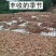 新鲜玉竹大量供应、玉竹、大竹产地直销、诚信代办