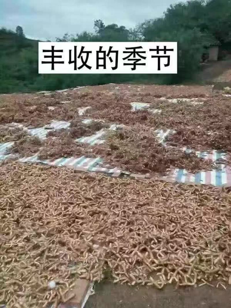 新鲜玉竹大量供应、玉竹、大竹产地直销、诚信代办