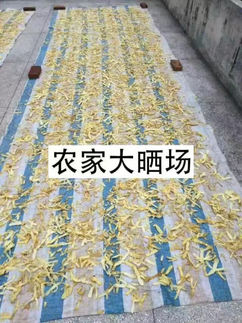 新鲜玉竹大量供应、玉竹、大竹产地直销、诚信代办