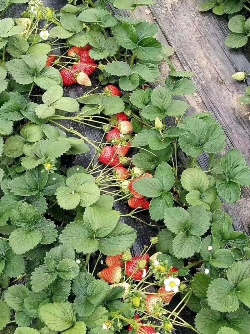 隋珠草莓苗基地批发香野越王徽煌金刚二号芊雪建德白露