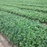 隋珠草莓苗基地批发香野越王徽煌金刚二号芊雪建德白露