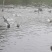 原生态大水库放养野鸭