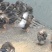 原生态大水库放养野鸭